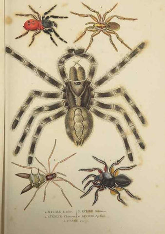 Reproducción/Reproduction 9371248320: Dictionnaire classique des sciences naturelles :. Brussels :Meline, Cans et Ce.,1853.