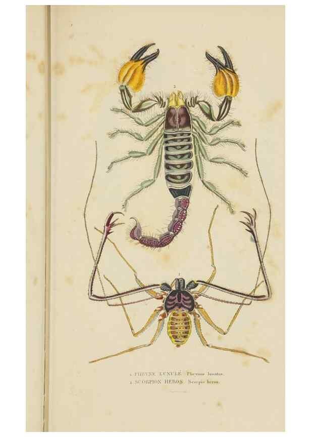 Reproducción/Reproduction 9368470457: Dictionnaire classique des sciences naturelles :. Brussels :Meline, Cans et Ce.,1853.