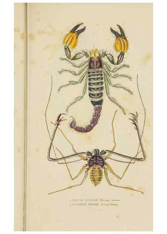 Reproducción/Reproduction 9368470457: Dictionnaire classique des sciences naturelles :. Brussels :Meline, Cans et Ce.,1853.