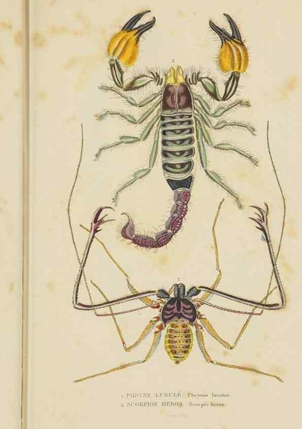 Reproducción/Reproduction 9368470457: Dictionnaire classique des sciences naturelles :. Brussels :Meline, Cans et Ce.,1853.