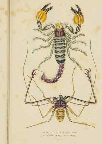 Reproducción/Reproduction 9368470457: Dictionnaire classique des sciences naturelles :. Brussels :Meline, Cans et Ce.,1853.