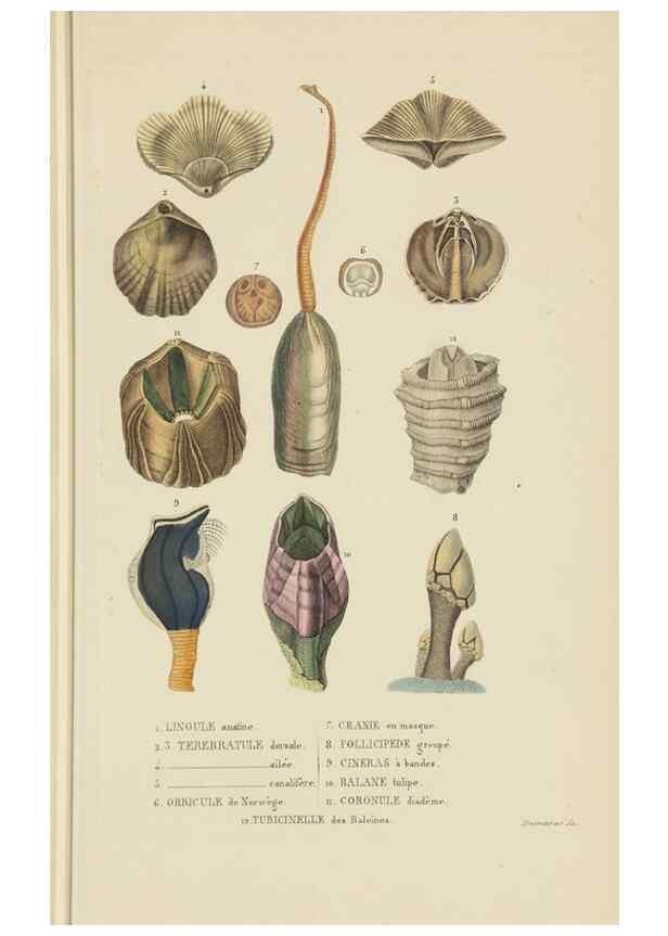 Reproducción/Reproduction 9371236120: Dictionnaire classique des sciences naturelles :. Brussels :Meline, Cans et Ce.,1853.