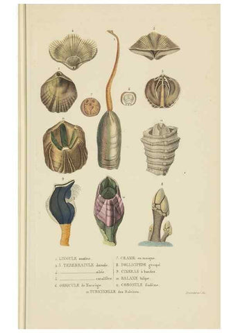 Reproducción/Reproduction 9371236120: Dictionnaire classique des sciences naturelles :. Brussels :Meline, Cans et Ce.,1853.