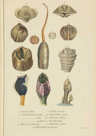 Reproducción/Reproduction 9371236120: Dictionnaire classique des sciences naturelles :. Brussels :Meline, Cans et Ce.,1853.
