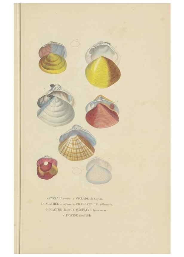 Reproducción/Reproduction 9371235292: Dictionnaire classique des sciences naturelles :. Brussels :Meline, Cans et Ce.,1853.