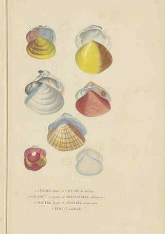 Reproducción/Reproduction 9371235292: Dictionnaire classique des sciences naturelles :. Brussels :Meline, Cans et Ce.,1853.