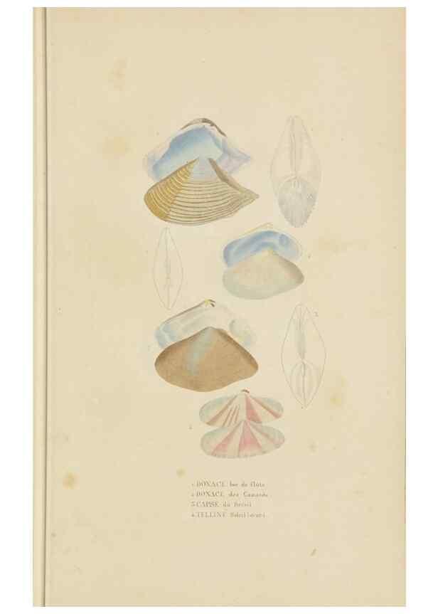Reproducción/Reproduction 9368455489: Dictionnaire classique des sciences naturelles :. Brussels :Meline, Cans et Ce.,1853.