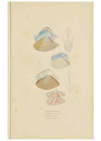Reproducción/Reproduction 9368455489: Dictionnaire classique des sciences naturelles :. Brussels :Meline, Cans et Ce.,1853.