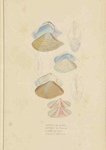 Reproducción/Reproduction 9368455489: Dictionnaire classique des sciences naturelles :. Brussels :Meline, Cans et Ce.,1853.