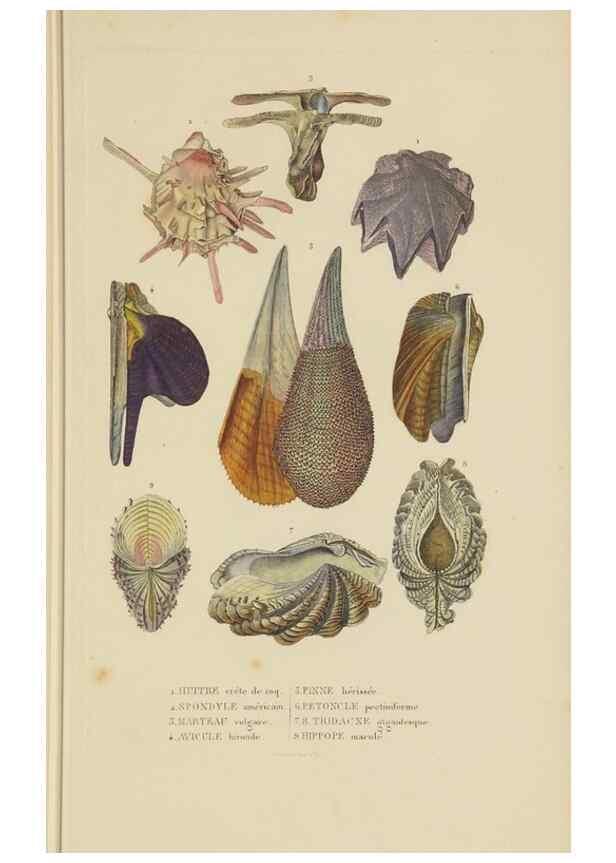 Reproducción/Reproduction 9368454635: Dictionnaire classique des sciences naturelles :. Brussels :Meline, Cans et Ce.,1853.