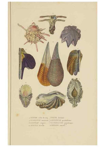 Reproducción/Reproduction 9368454635: Dictionnaire classique des sciences naturelles :. Brussels :Meline, Cans et Ce.,1853.