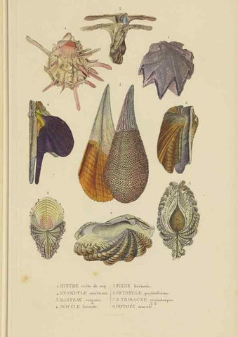 Reproducción/Reproduction 9368454635: Dictionnaire classique des sciences naturelles :. Brussels :Meline, Cans et Ce.,1853.