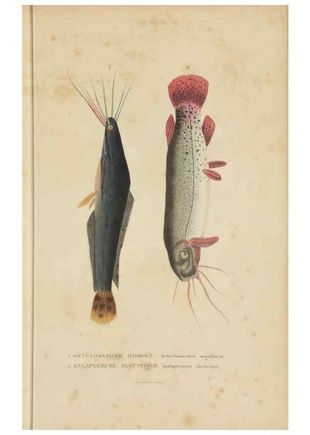 Reproducción/Reproduction 9371219302: Dictionnaire classique des sciences naturelles :. Brussels :Meline, Cans et Ce.,1853.