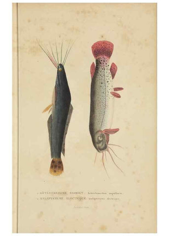 Reproducción/Reproduction 9371219302: Dictionnaire classique des sciences naturelles :. Brussels :Meline, Cans et Ce.,1853.