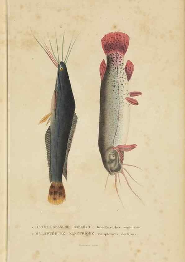 Reproducción/Reproduction 9371219302: Dictionnaire classique des sciences naturelles :. Brussels :Meline, Cans et Ce.,1853.