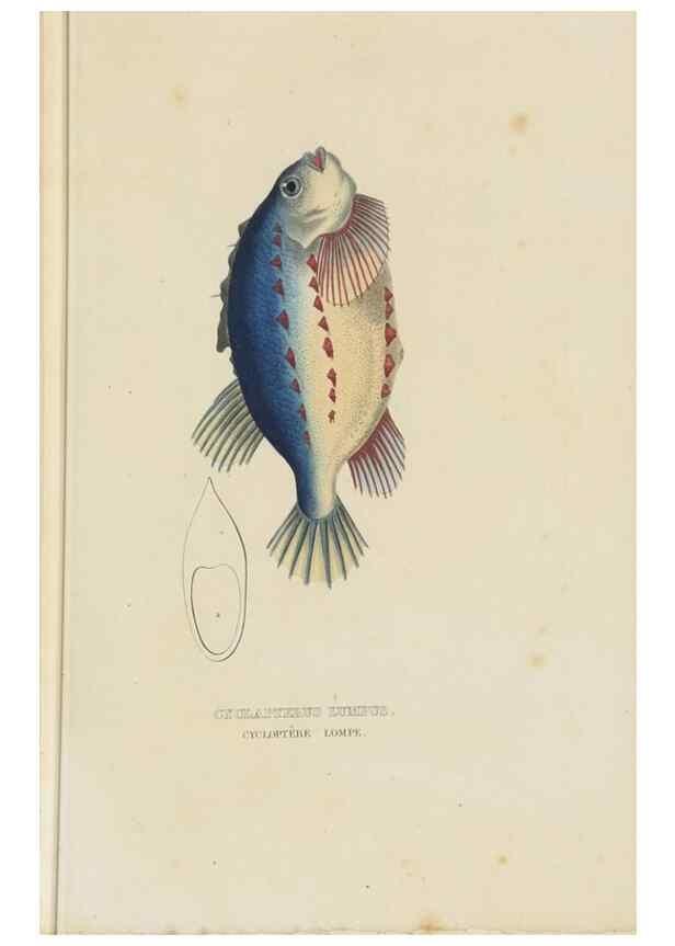 Reproducción/Reproduction 9371220126: Dictionnaire classique des sciences naturelles :. Brussels :Meline, Cans et Ce.,1853.
