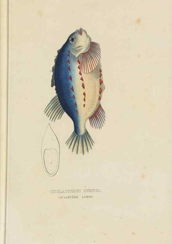 Reproducción/Reproduction 9371220126: Dictionnaire classique des sciences naturelles :. Brussels :Meline, Cans et Ce.,1853.