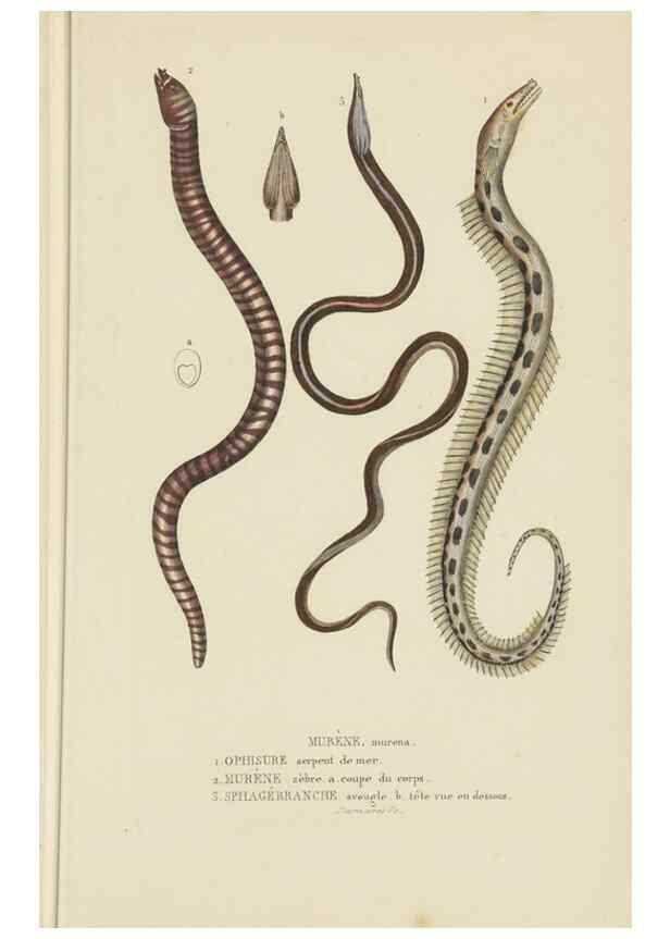 Reproducción/Reproduction 9371221052: Dictionnaire classique des sciences naturelles :. Brussels :Meline, Cans et Ce.,1853.