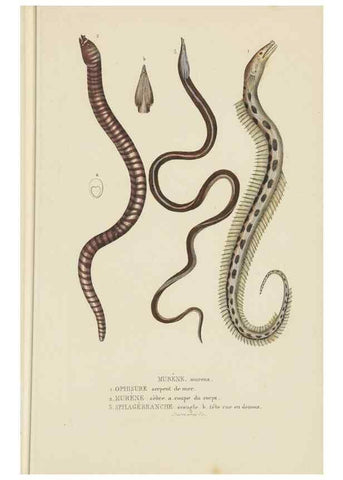 Reproducción/Reproduction 9371221052: Dictionnaire classique des sciences naturelles :. Brussels :Meline, Cans et Ce.,1853.