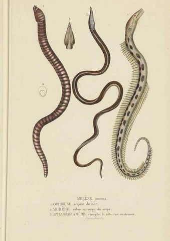 Reproducción/Reproduction 9371221052: Dictionnaire classique des sciences naturelles :. Brussels :Meline, Cans et Ce.,1853.