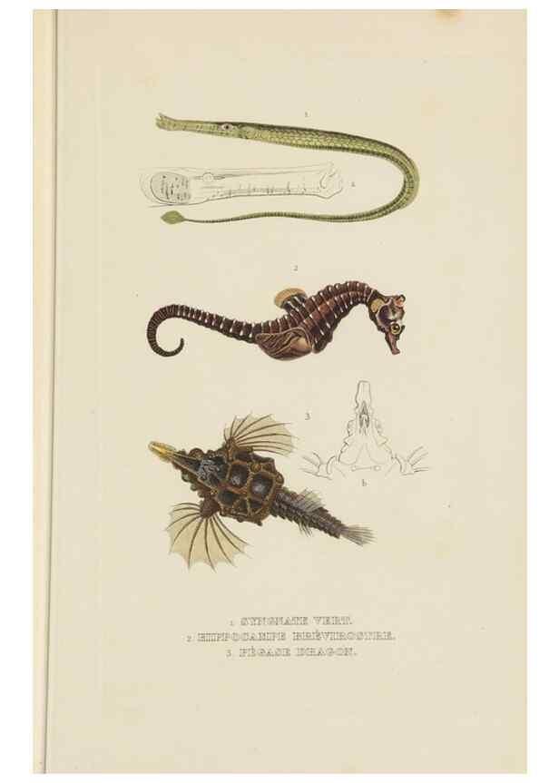 Reproducción/Reproduction 9371221932: Dictionnaire classique des sciences naturelles :. Brussels :Meline, Cans et Ce.,1853.