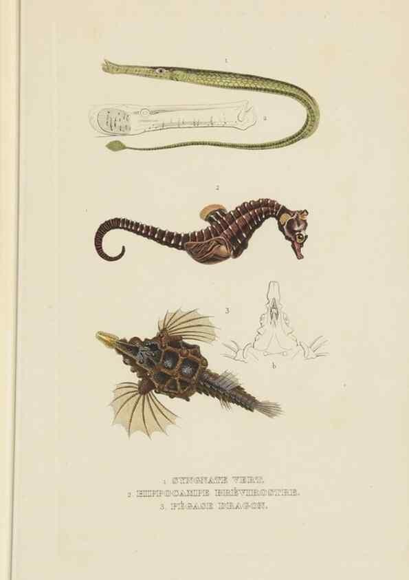 Reproducción/Reproduction 9371221932: Dictionnaire classique des sciences naturelles :. Brussels :Meline, Cans et Ce.,1853.
