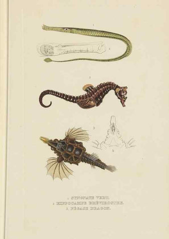 Reproducción/Reproduction 9371221932: Dictionnaire classique des sciences naturelles :. Brussels :Meline, Cans et Ce.,1853.