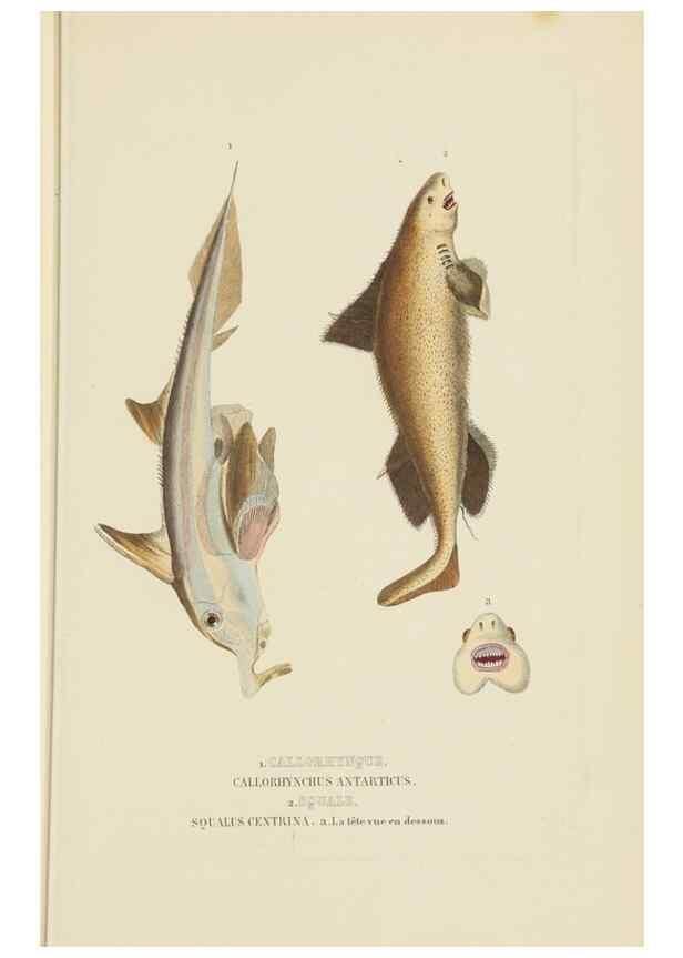 Reproducción/Reproduction 9368443449: Dictionnaire classique des sciences naturelles :. Brussels :Meline, Cans et Ce.,1853.
