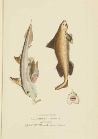 Reproducción/Reproduction 9368443449: Dictionnaire classique des sciences naturelles :. Brussels :Meline, Cans et Ce.,1853.