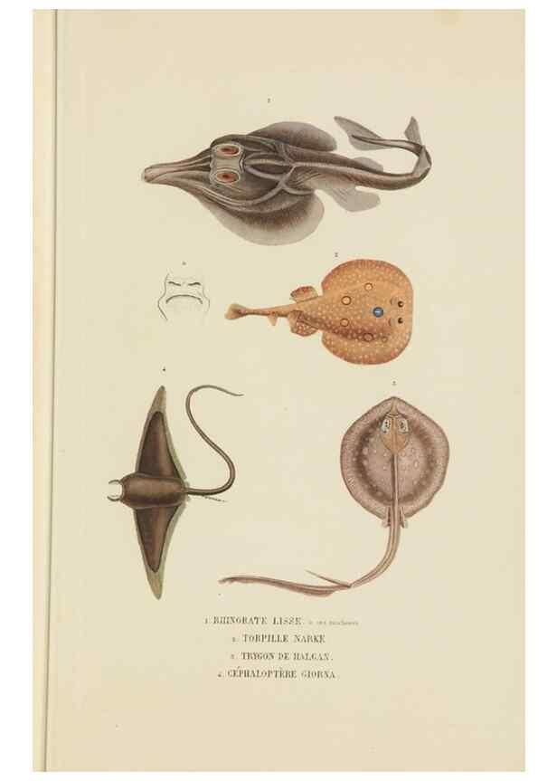 Reproducción/Reproduction 9368444169: Dictionnaire classique des sciences naturelles :. Brussels :Meline, Cans et Ce.,1853.