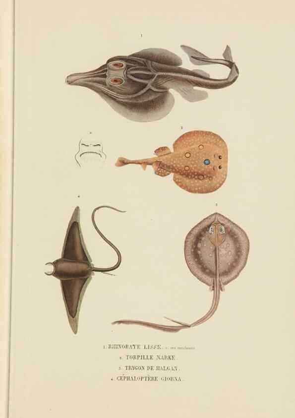 Reproducción/Reproduction 9368444169: Dictionnaire classique des sciences naturelles :. Brussels :Meline, Cans et Ce.,1853.