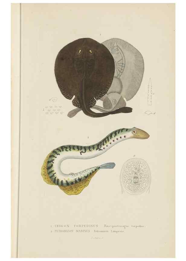 Reproducción/Reproduction 9371224372: Dictionnaire classique des sciences naturelles :. Brussels :Meline, Cans et Ce.,1853.