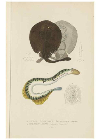 Reproducción/Reproduction 9371224372: Dictionnaire classique des sciences naturelles :. Brussels :Meline, Cans et Ce.,1853.