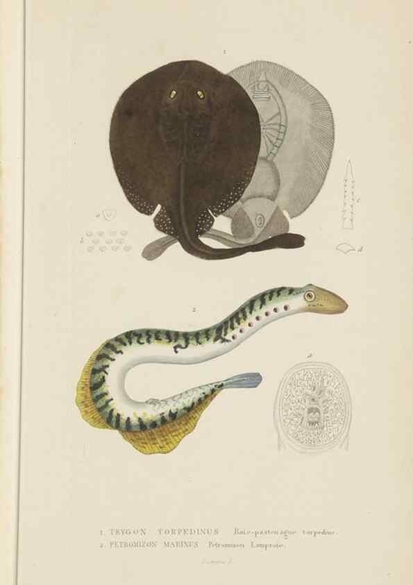 Reproducción/Reproduction 9371224372: Dictionnaire classique des sciences naturelles :. Brussels :Meline, Cans et Ce.,1853.