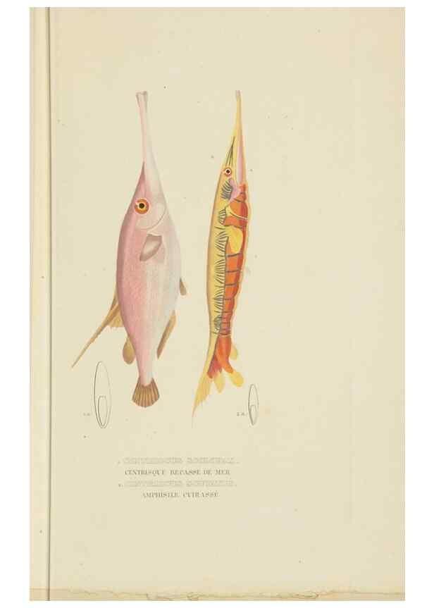 Reproducción/Reproduction 9371217584: Dictionnaire classique des sciences naturelles :. Brussels :Meline, Cans et Ce.,1853.