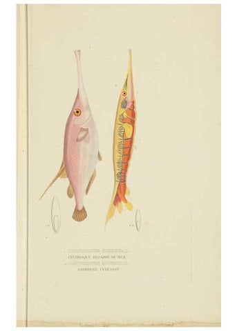 Reproducción/Reproduction 9371217584: Dictionnaire classique des sciences naturelles :. Brussels :Meline, Cans et Ce.,1853.