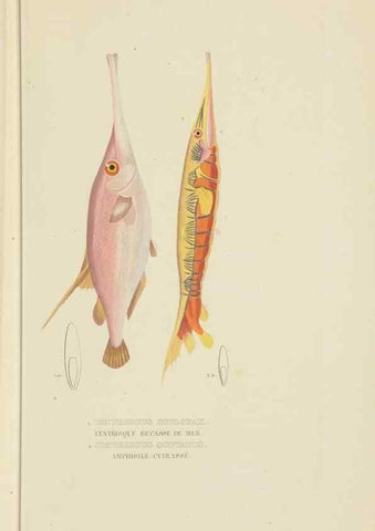 Reproducción/Reproduction 9371217584: Dictionnaire classique des sciences naturelles :. Brussels :Meline, Cans et Ce.,1853.