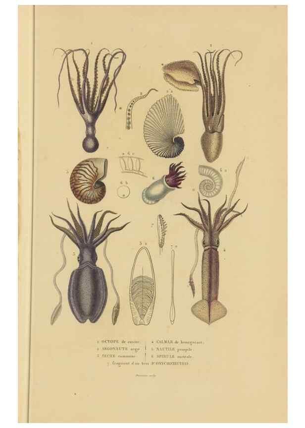 Reproducción/Reproduction 9368445961: Dictionnaire classique des sciences naturelles :. Brussels :Meline, Cans et Ce.,1853.