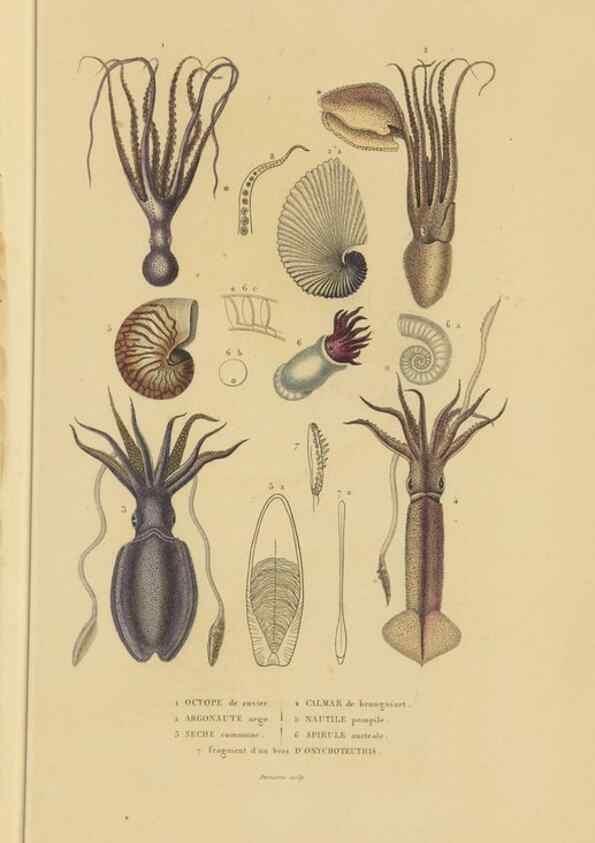 Reproducción/Reproduction 9368445961: Dictionnaire classique des sciences naturelles :. Brussels :Meline, Cans et Ce.,1853.