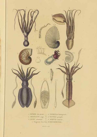 Reproducción/Reproduction 9368445961: Dictionnaire classique des sciences naturelles :. Brussels :Meline, Cans et Ce.,1853.