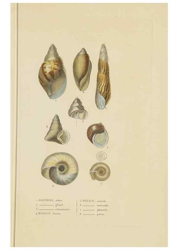 Reproducción/Reproduction 9371227428: Dictionnaire classique des sciences naturelles :. Brussels :Meline, Cans et Ce.,1853.