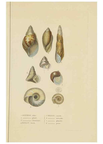 Reproducción/Reproduction 9371227428: Dictionnaire classique des sciences naturelles :. Brussels :Meline, Cans et Ce.,1853.