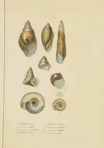 Reproducción/Reproduction 9371227428: Dictionnaire classique des sciences naturelles :. Brussels :Meline, Cans et Ce.,1853.