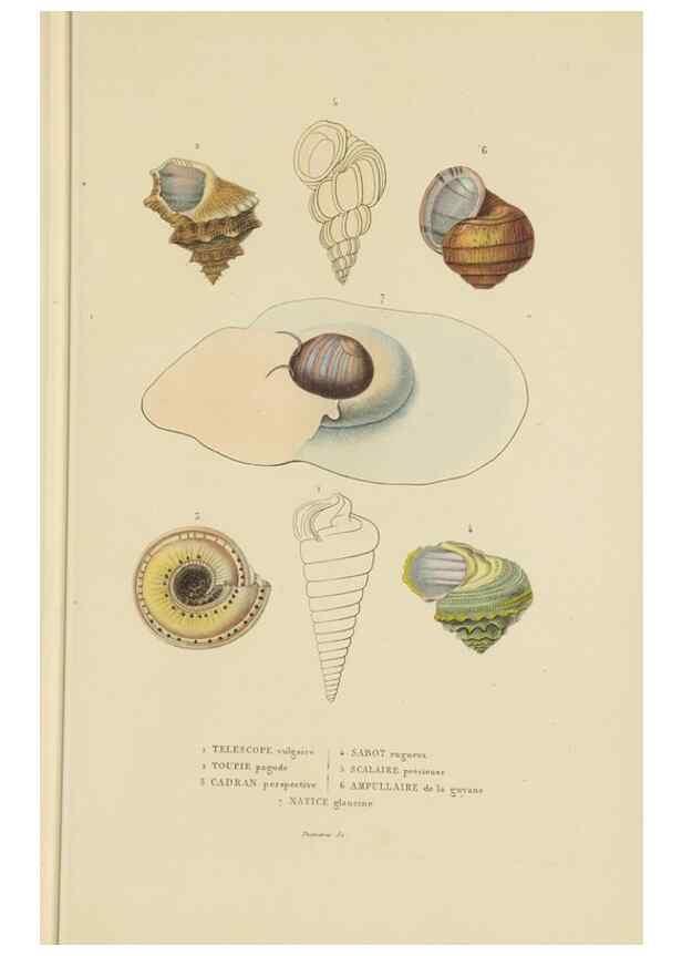 Reproducción/Reproduction 9368449139: Dictionnaire classique des sciences naturelles :. Brussels :Meline, Cans et Ce.,1853.