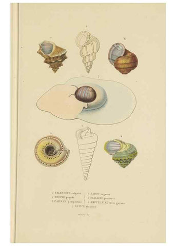 Reproducción/Reproduction 9368449139: Dictionnaire classique des sciences naturelles :. Brussels :Meline, Cans et Ce.,1853.