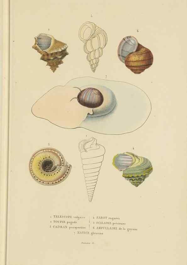 Reproducción/Reproduction 9368449139: Dictionnaire classique des sciences naturelles :. Brussels :Meline, Cans et Ce.,1853.