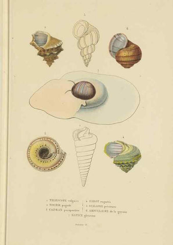 Reproducción/Reproduction 9368449139: Dictionnaire classique des sciences naturelles :. Brussels :Meline, Cans et Ce.,1853.