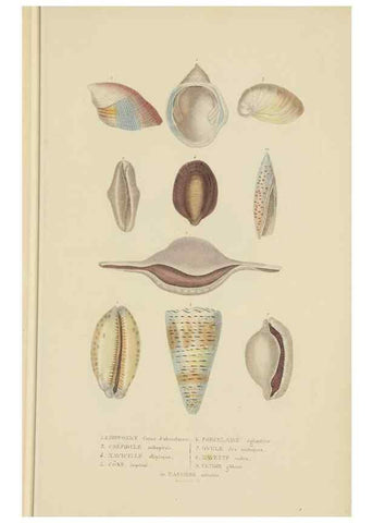 Reproducción/Reproduction 9368449989: Dictionnaire classique des sciences naturelles :. Brussels :Meline, Cans et Ce.,1853.