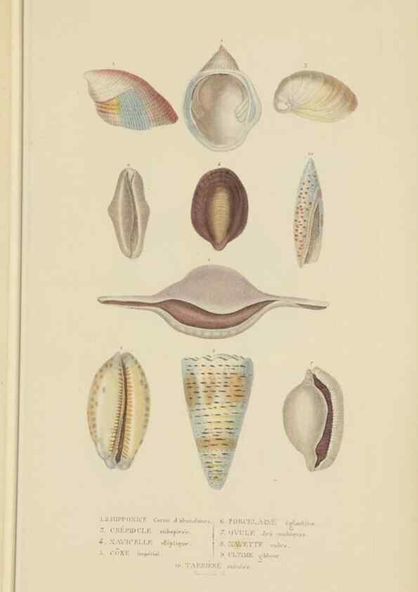 Reproducción/Reproduction 9368449989: Dictionnaire classique des sciences naturelles :. Brussels :Meline, Cans et Ce.,1853.