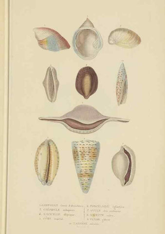 Reproducción/Reproduction 9368449989: Dictionnaire classique des sciences naturelles :. Brussels :Meline, Cans et Ce.,1853.